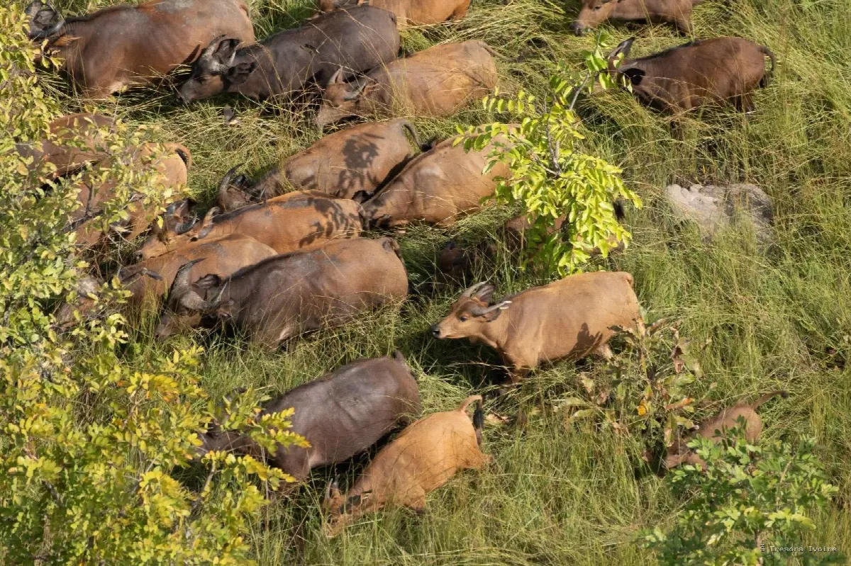 Comoé : le plus grand sanctuaire sauvage de l’Ouest africain vous attend