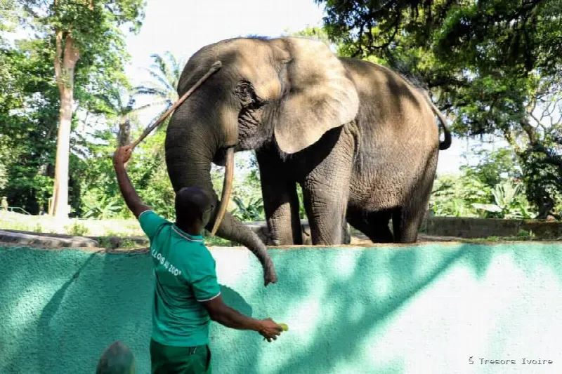 CAN, l’éléphant star du Zoo National d’Abidjan, né l’année du premier sacre des Éléphants
