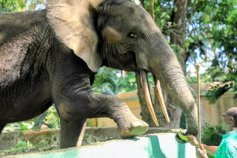 CAN, l’éléphant star du Zoo National d’Abidjan, né l’année du premier sacre des Éléphants